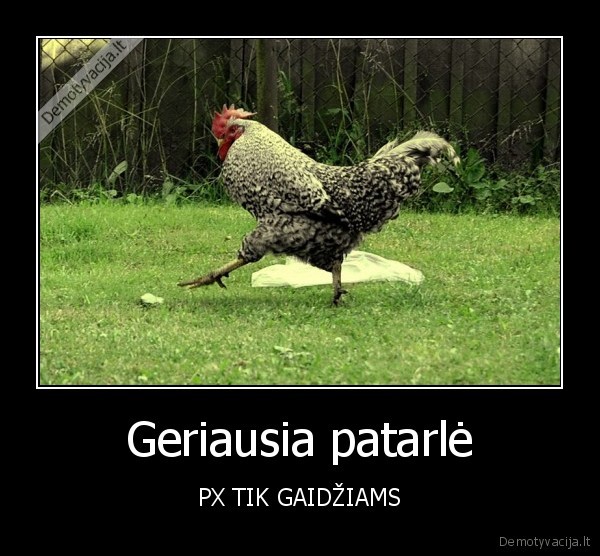 Geriausia patarlė - PX TIK GAIDŽIAMS