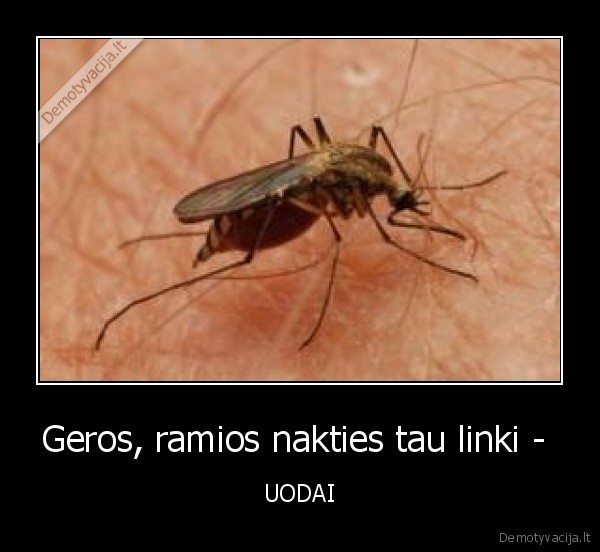 Geros, ramios nakties tau linki -  - UODAI