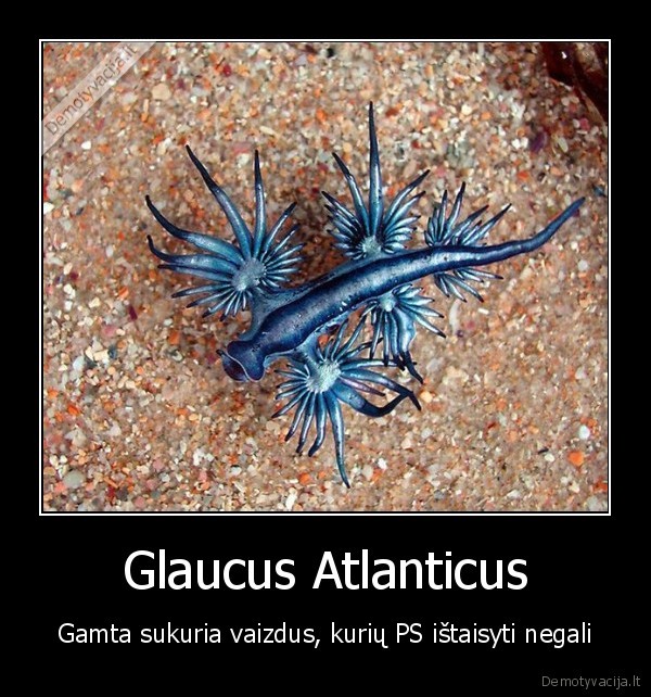 Glaucus Atlanticus - Gamta sukuria vaizdus, kurių PS ištaisyti negali