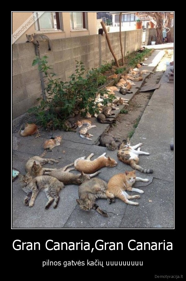 Gran Canaria,Gran Canaria - pilnos gatvės kačių uuuuuuuuu
