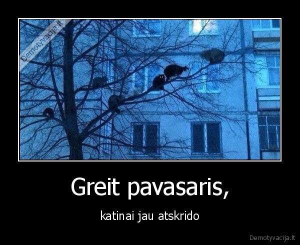 Greit pavasaris, - katinai jau atskrido