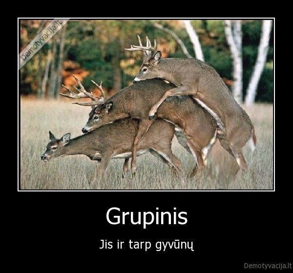 Grupinis - Jis ir tarp gyvūnų