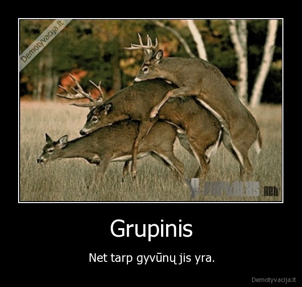 Grupinis - Net tarp gyvūnų jis yra.