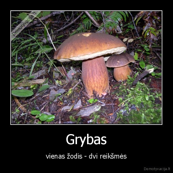 Grybas - vienas žodis - dvi reikšmės