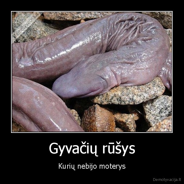 Gyvačių rūšys - Kurių nebijo moterys