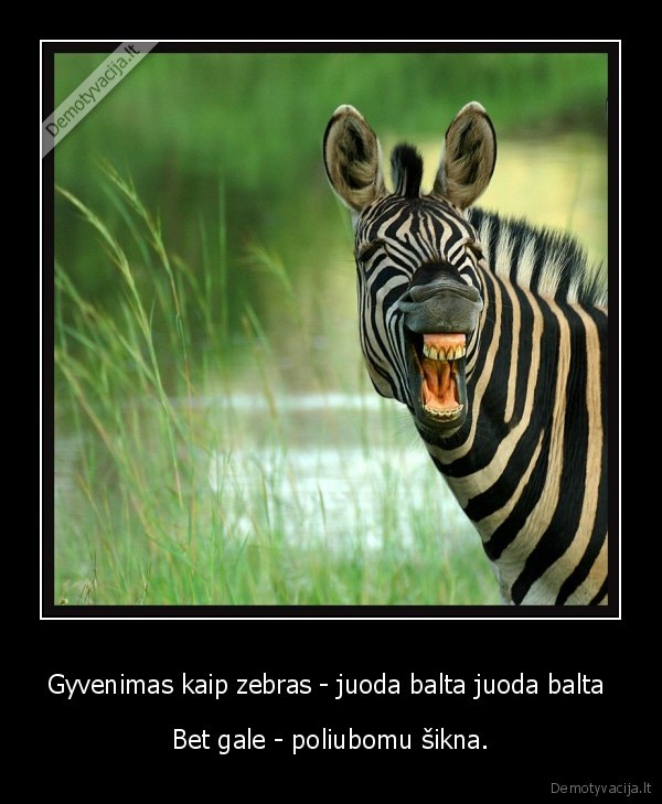 Gyvenimas kaip zebras - juoda balta juoda balta  - Bet gale - poliubomu šikna.