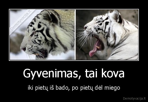 Gyvenimas, tai kova - iki pietų iš bado, po pietų dėl miego