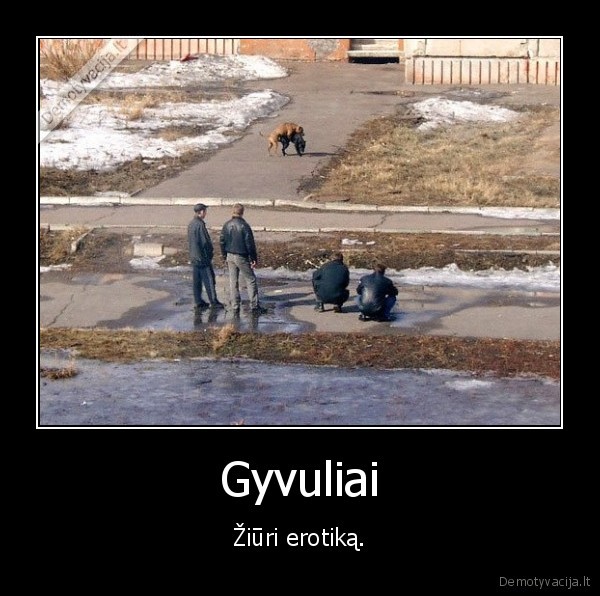 Gyvuliai - Žiūri erotiką.