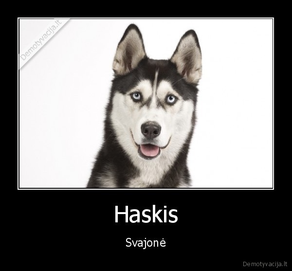 Haskis - Svajonė