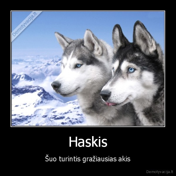 Haskis - Šuo turintis gražiausias akis