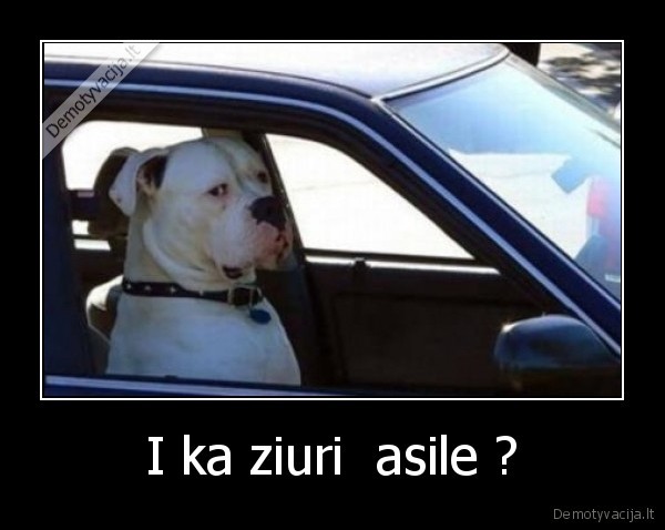 I ka ziuri  asile ? - 