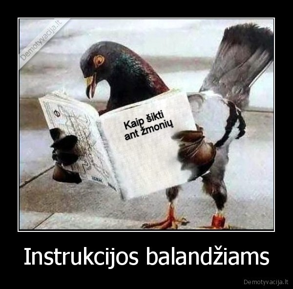 Instrukcijos balandžiams - 