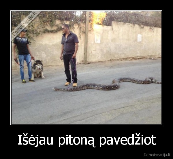 Išėjau pitoną pavedžiot - 