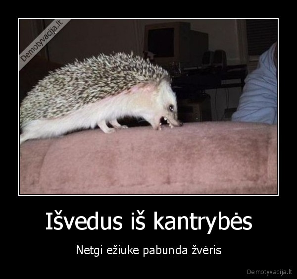 Išvedus iš kantrybės - Netgi ežiuke pabunda žvėris