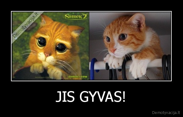 JIS GYVAS! - 