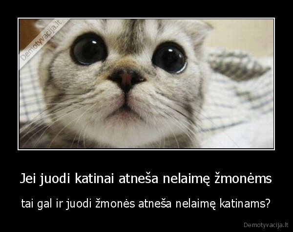 Jei juodi katinai atneša nelaimę žmonėms - tai gal ir juodi žmonės atneša nelaimę katinams?