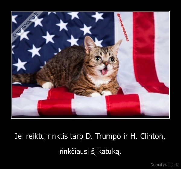 Jei reiktų rinktis tarp D. Trumpo ir H. Clinton, - rinkčiausi šį katuką.