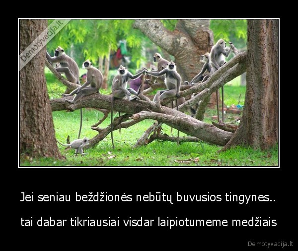 Jei seniau beždžionės nebūtų buvusios tingynes.. - tai dabar tikriausiai visdar laipiotumeme medžiais