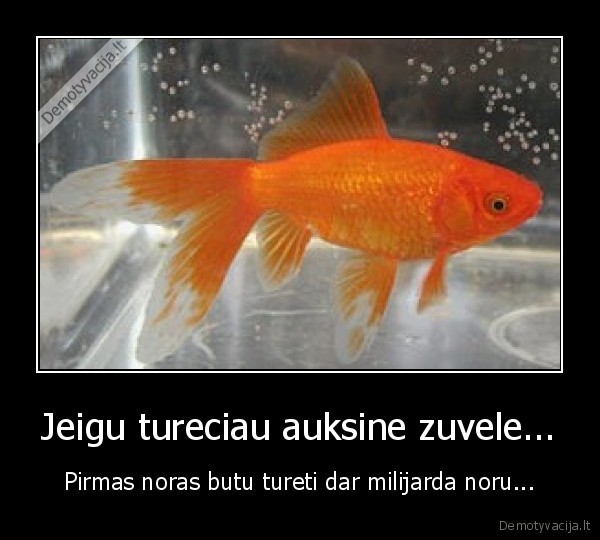 Jeigu tureciau auksine zuvele... - Pirmas noras butu tureti dar milijarda noru...