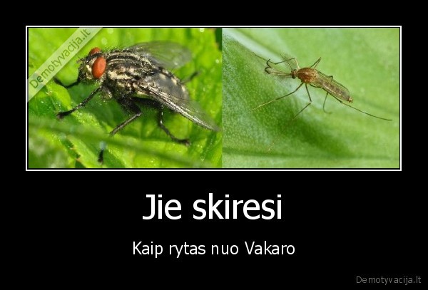 Jie skiresi - Kaip rytas nuo Vakaro