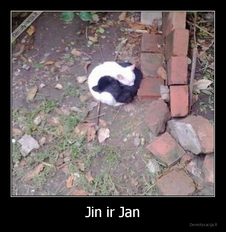 Jin ir Jan - 