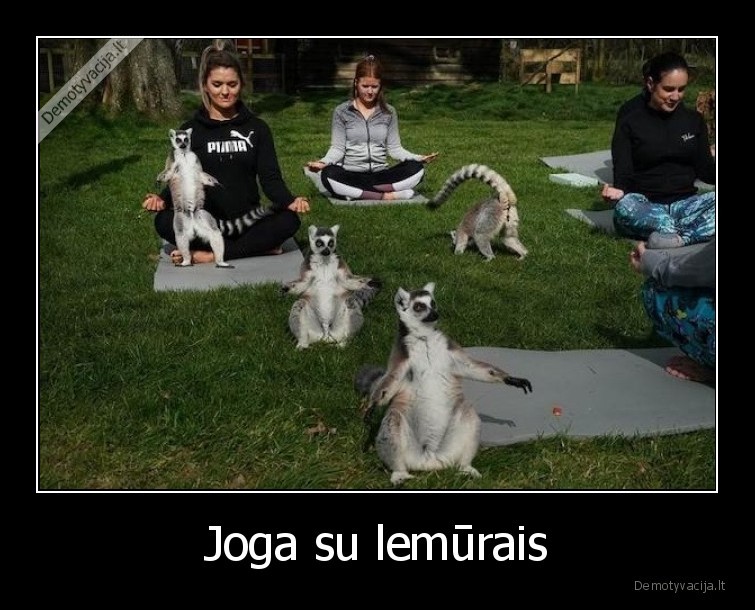 Joga su lemūrais - 