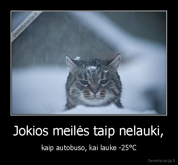 Jokios meilės taip nelauki, - kaip autobuso, kai lauke -25°C