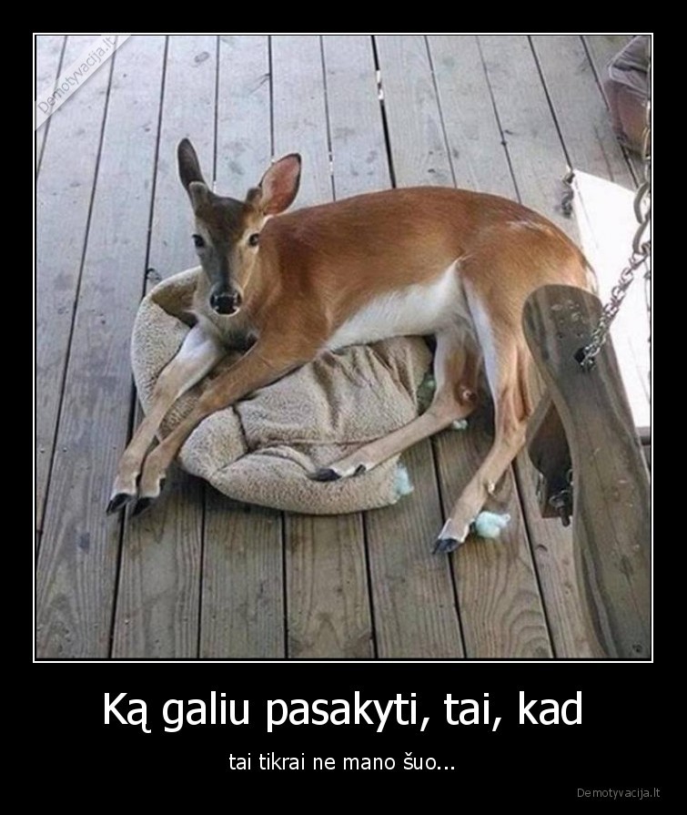 Ką galiu pasakyti, tai, kad - tai tikrai ne mano šuo...