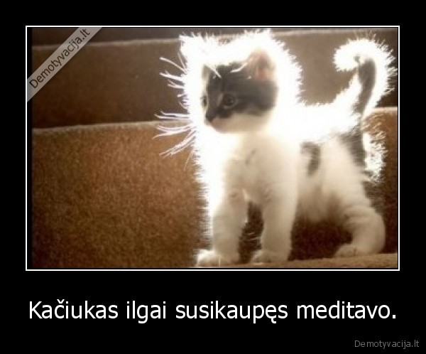 Kačiukas ilgai susikaupęs meditavo. - 