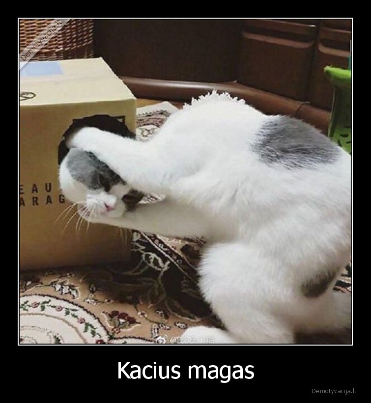 Kacius magas - 