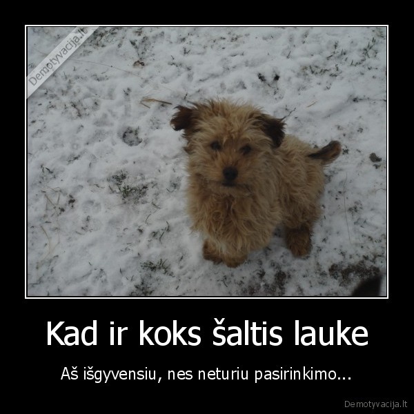 Kad ir koks šaltis lauke - Aš išgyvensiu, nes neturiu pasirinkimo...