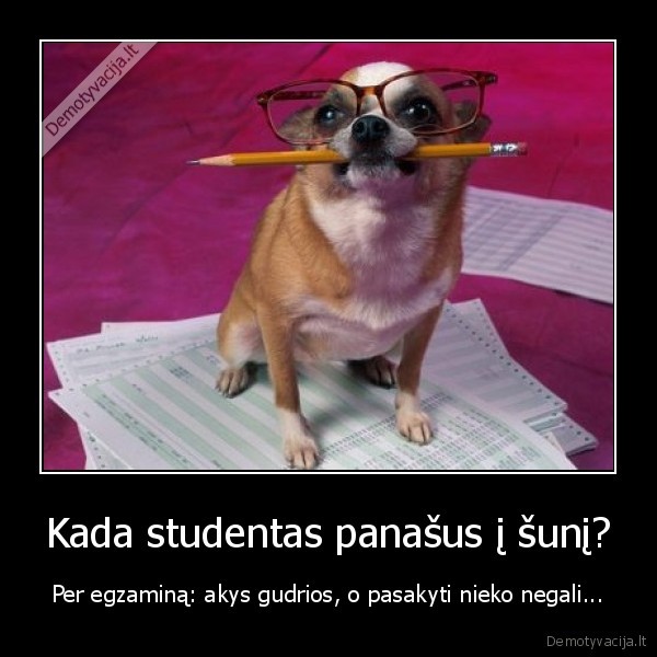 Kada studentas panašus į šunį? - Per egzaminą: akys gudrios, o pasakyti nieko negali...