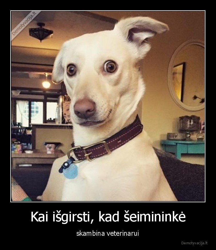 Kai išgirsti, kad šeimininkė - skambina veterinarui