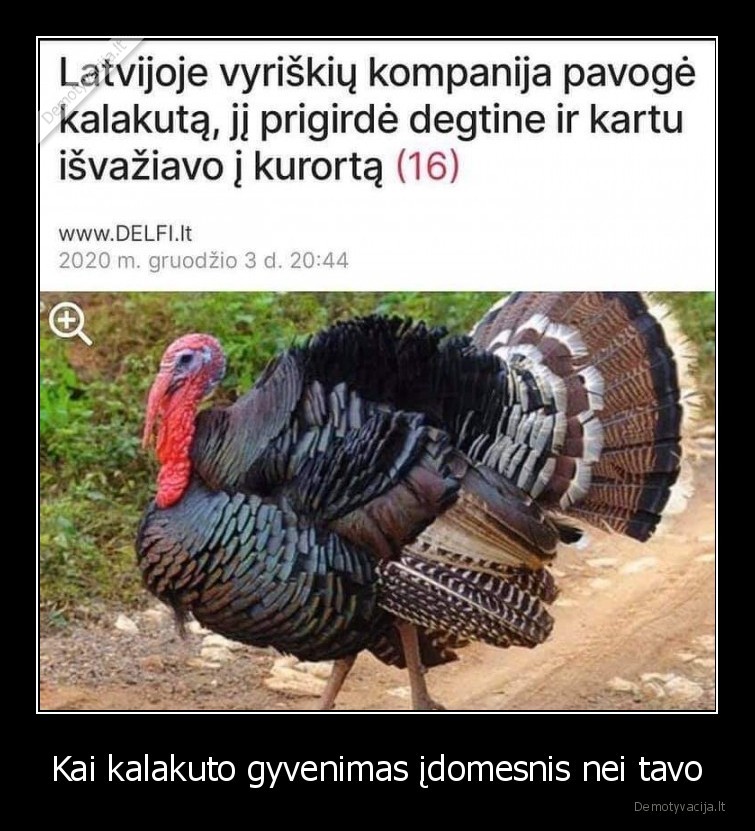 Kai kalakuto gyvenimas įdomesnis nei tavo - 