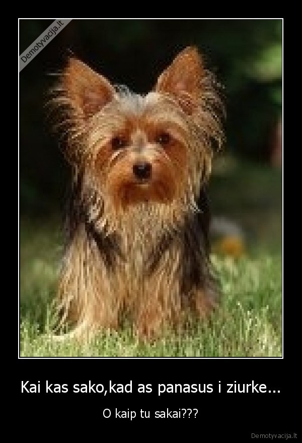 Kai kas sako,kad as panasus i ziurke... - O kaip tu sakai???