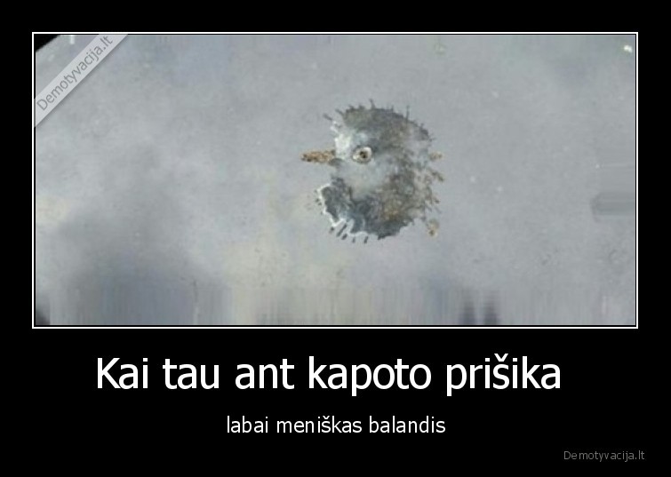 Kai tau ant kapoto prišika  - labai meniškas balandis