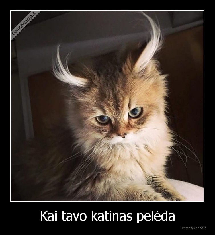 Kai tavo katinas pelėda - 