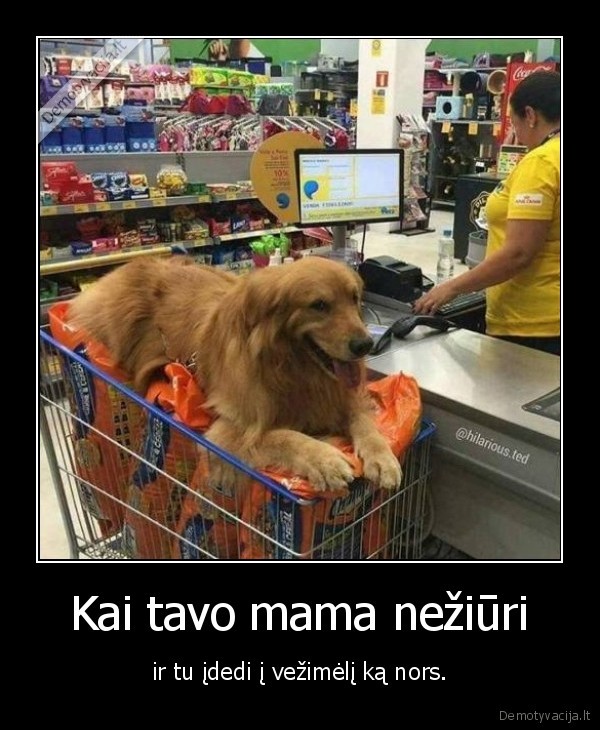 Kai tavo mama nežiūri - ir tu įdedi į vežimėlį ką nors.