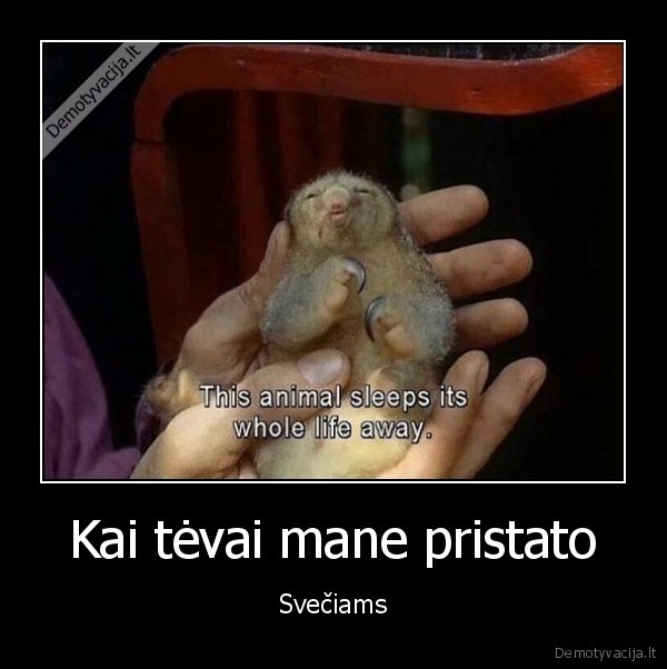 Kai tėvai mane pristato - Svečiams