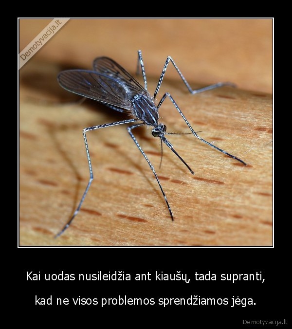 Kai uodas nusileidžia ant kiaušų, tada supranti, - kad ne visos problemos sprendžiamos jėga.
