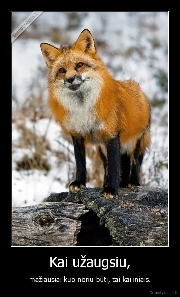 Kai užaugsiu, - mažiausiai kuo noriu būti, tai kailiniais.