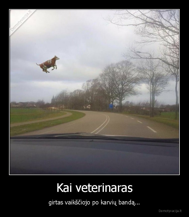 Kai veterinaras - girtas vaikščiojo po karvių bandą...