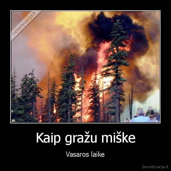 Kaip gražu miške - Vasaros laike