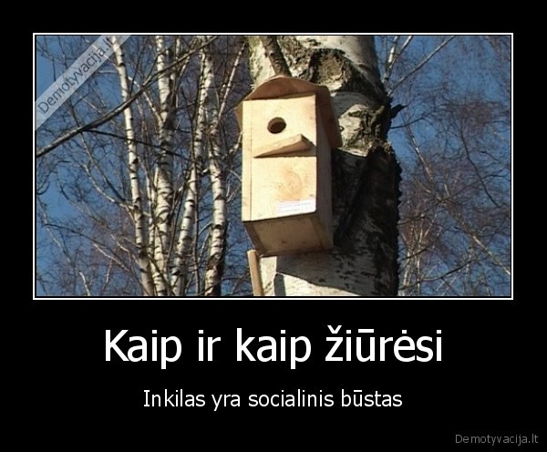 Kaip ir kaip žiūrėsi - Inkilas yra socialinis būstas