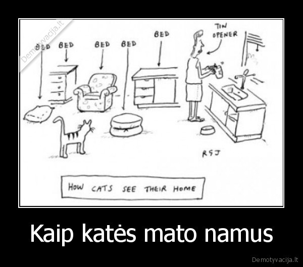 Kaip katės mato namus - 