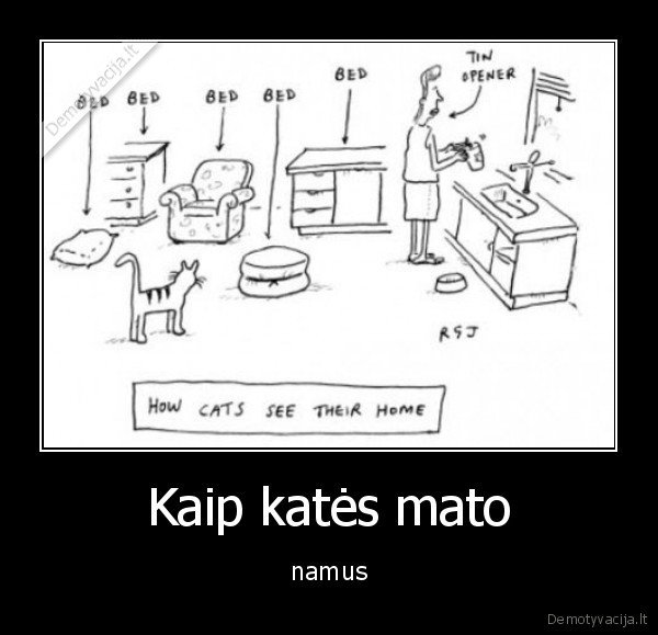 Kaip katės mato - namus