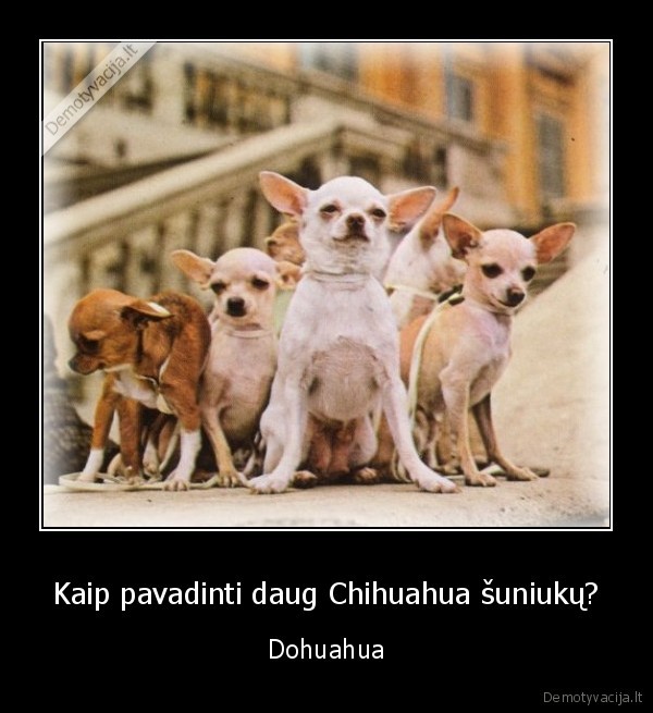 Kaip pavadinti daug Chihuahua šuniukų? - Dohuahua