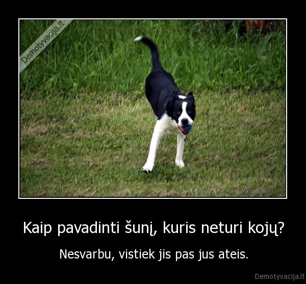 Kaip pavadinti šunį, kuris neturi kojų? - Nesvarbu, vistiek jis pas jus ateis.