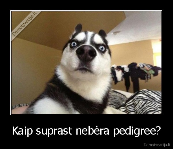 Kaip suprast nebėra pedigree? - 