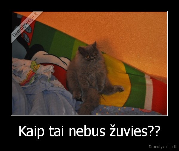 Kaip tai nebus žuvies?? - 